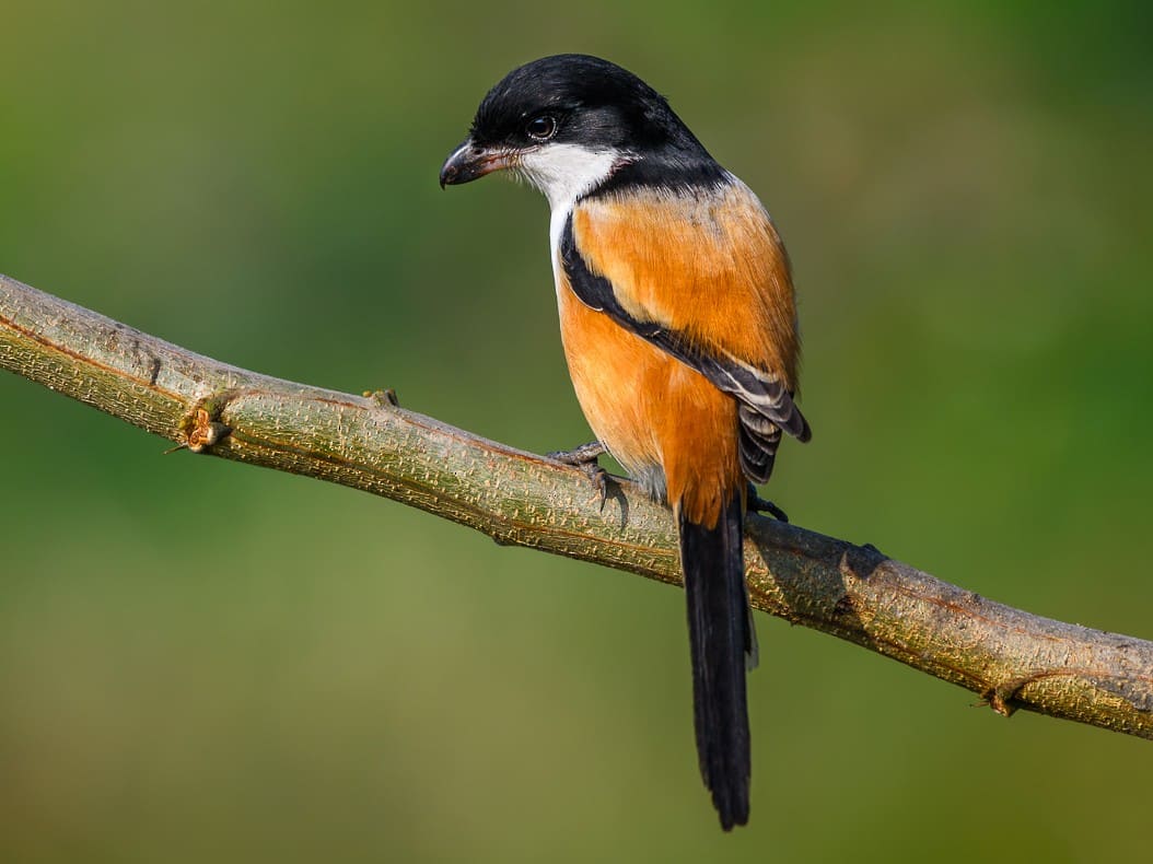 Long-tailed Shrike